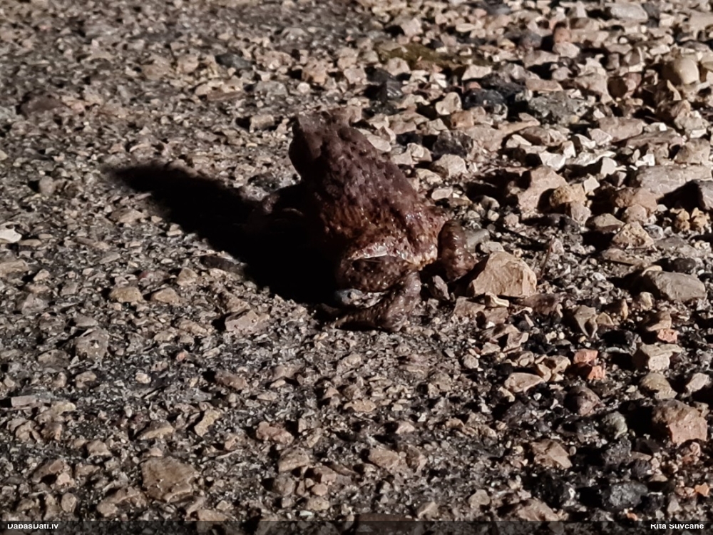 обыкновенная жаба