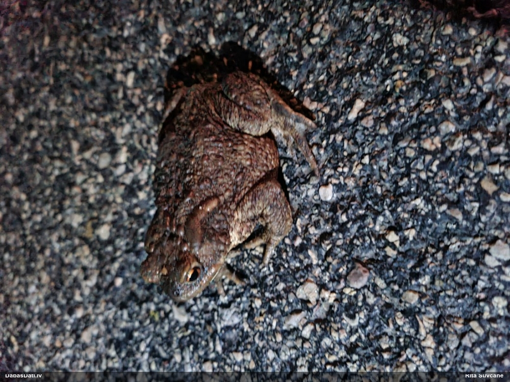 обыкновенная жаба