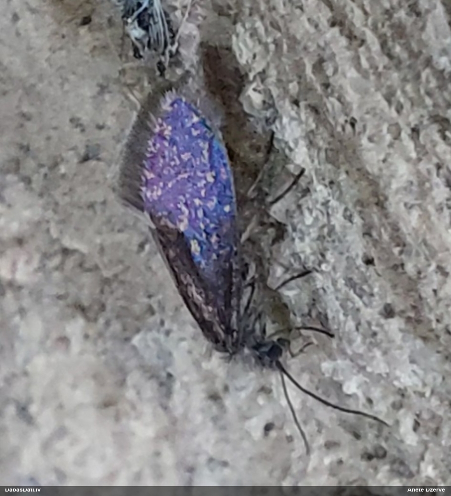 Spalvgalvītis (nenoteikts)