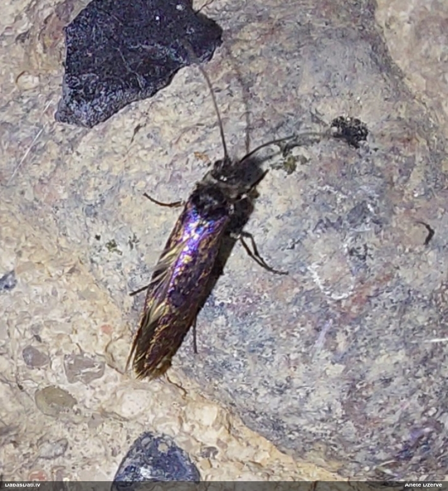 Spalvgalvītis (nenoteikts)