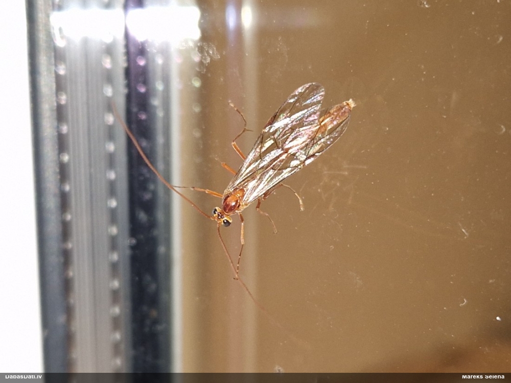 Jātnieciņš Ophion sp.