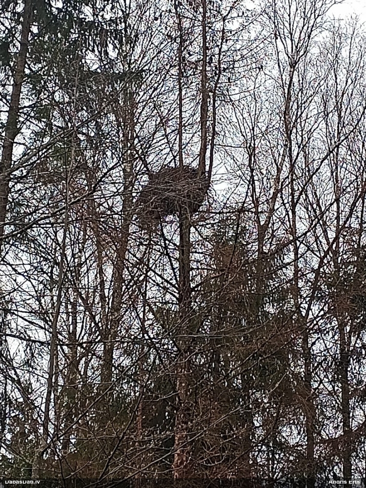 малый подорлик