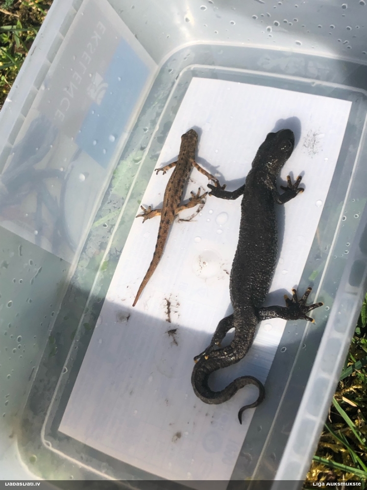 обыкновенный тритон