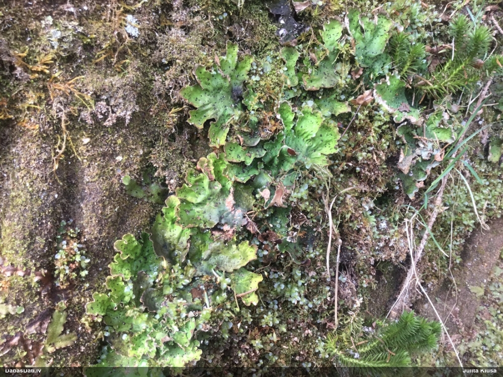 Peltīgera Peltigera leucophlebia