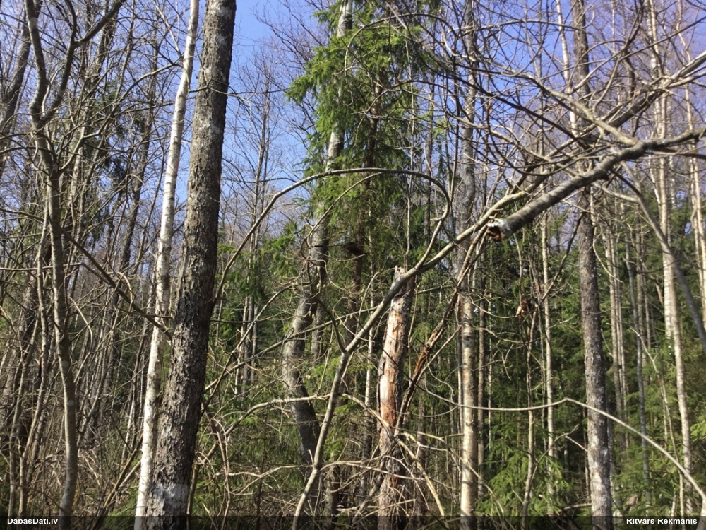 белобровик