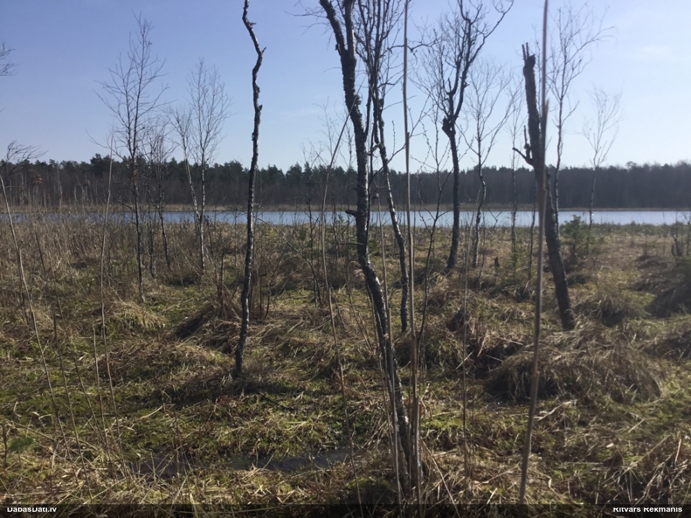 обыкновенная жаба