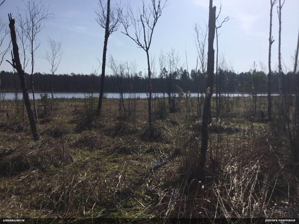 обыкновенная жаба