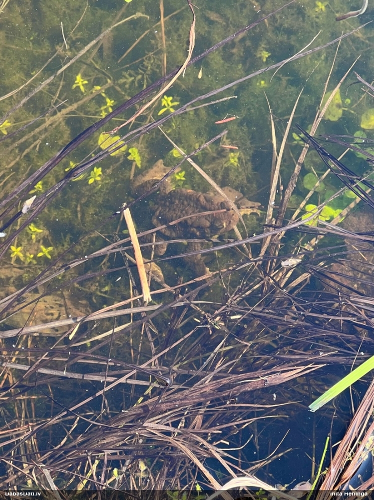 обыкновенная жаба