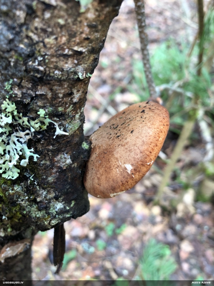 березовый Трутовик