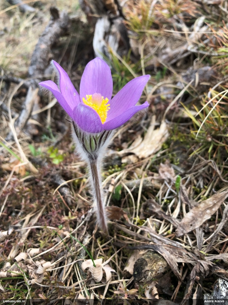 прострел раскрытый