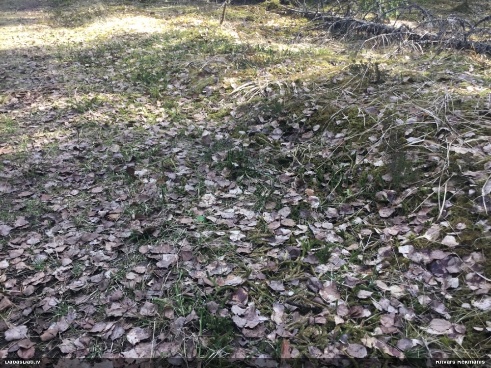 плаун булавовидный