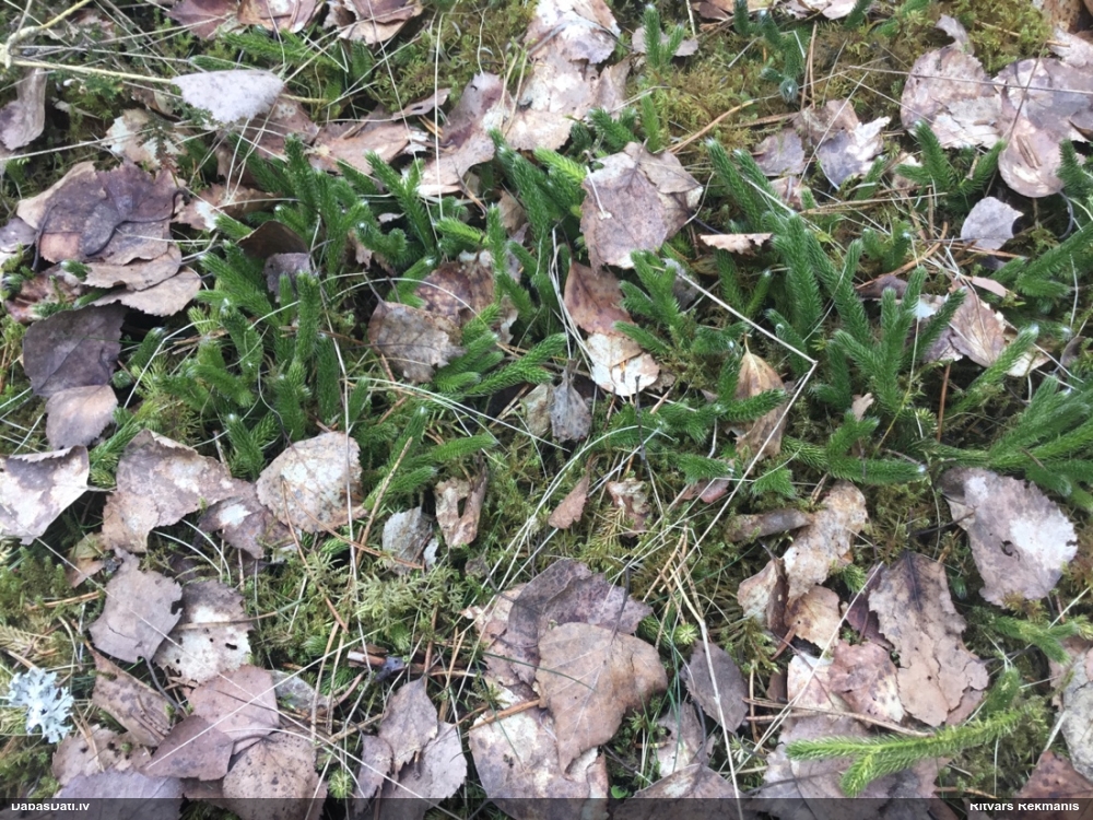 плаун булавовидный