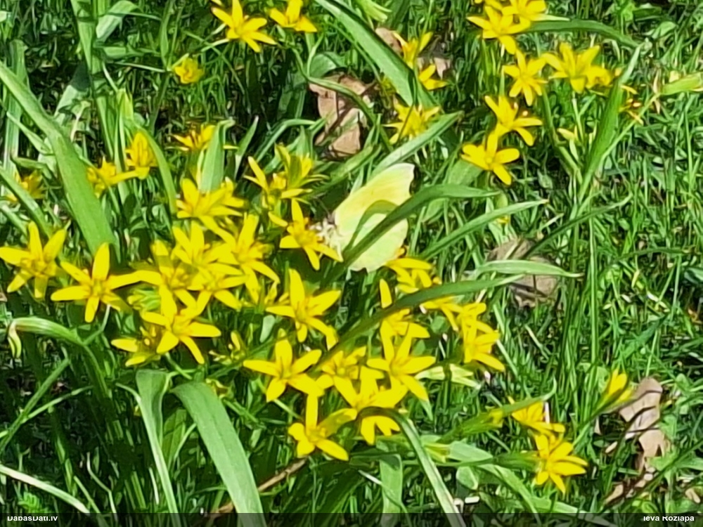 Krūkļu baltenis, citrontauriņš