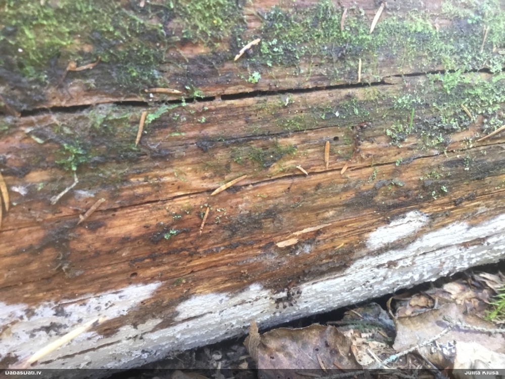 Tīģerkrāsas pārslainīte