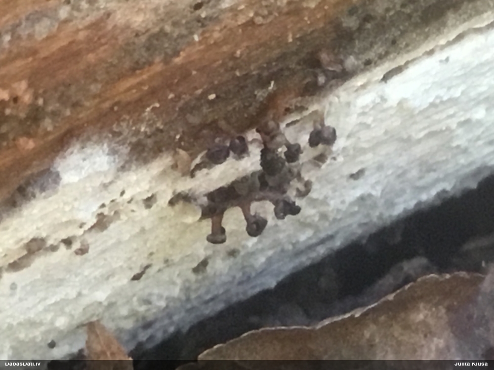 Tīģerkrāsas pārslainīte