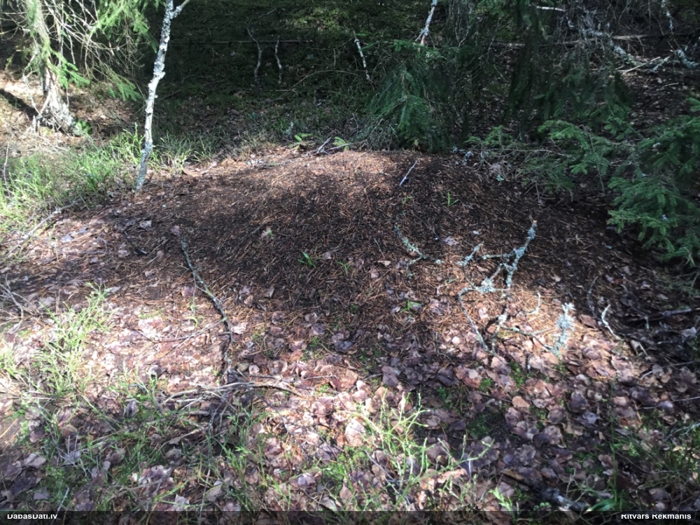 Rūsganā meža skudra