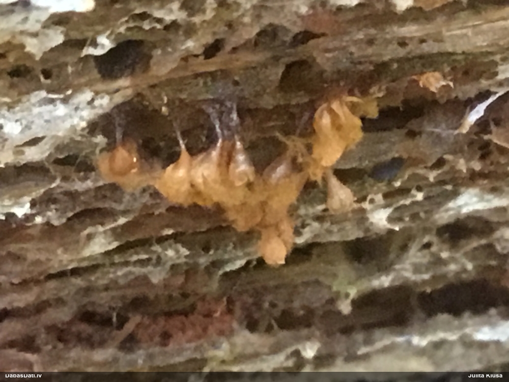 Maldinošā kājpilīte (bij. maldinošā trihija)