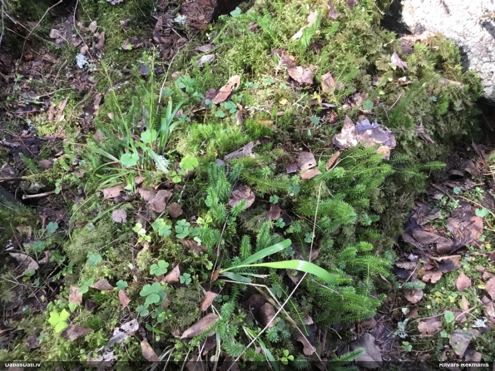 плаун годичный