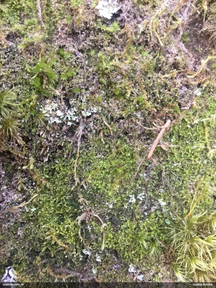 Šķeltā trejsmailīte