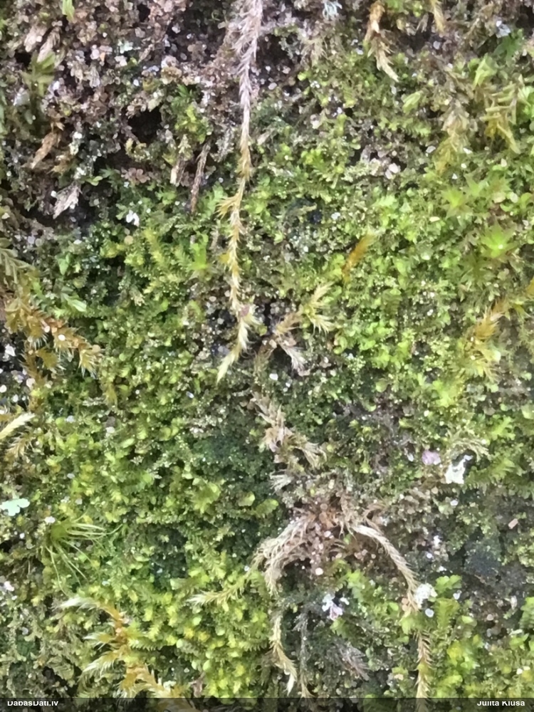 Šķeltā trejsmailīte