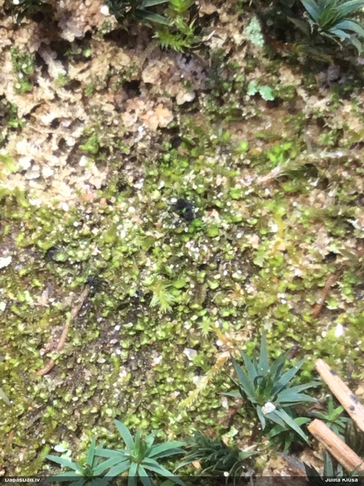 Gļotsēne (nenoteikta)