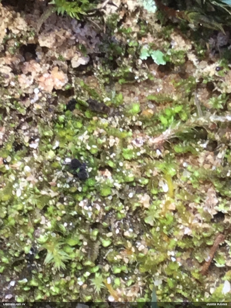 Gļotsēne (nenoteikta)