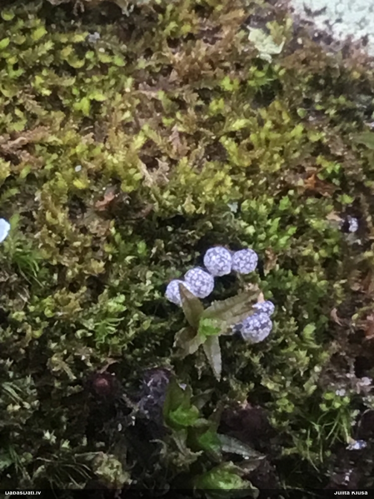 Tīģerkrāsas pārslainīte