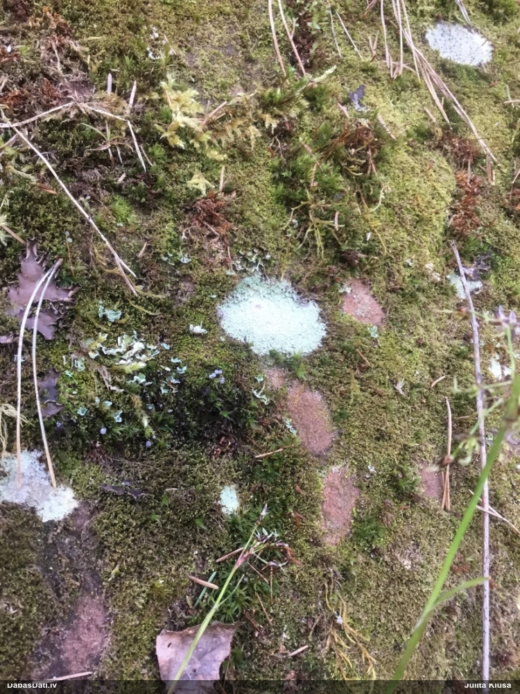 Tīģerkrāsas pārslainīte