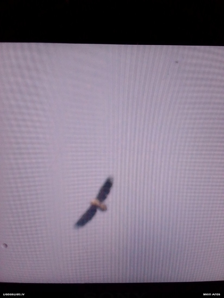 орлан-белохвост