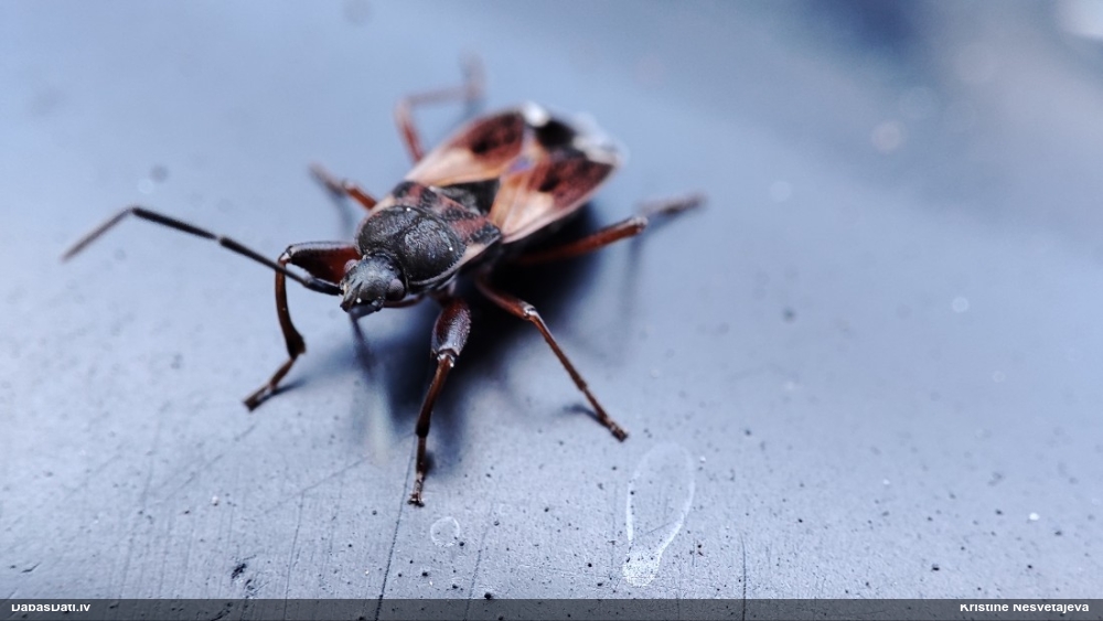 Zemesblakts Eremocoris abietis