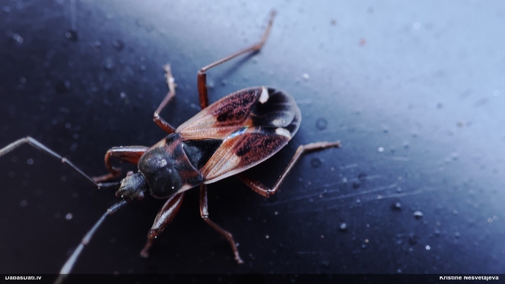 Zemesblakts Eremocoris abietis