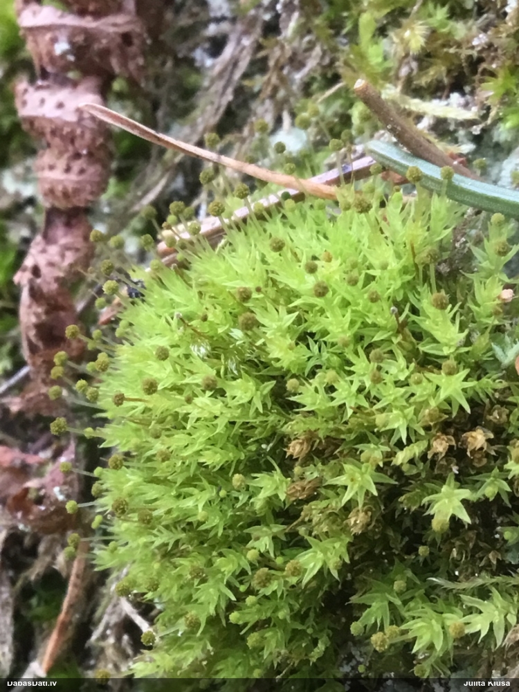 Sīklapu krokvācelīte