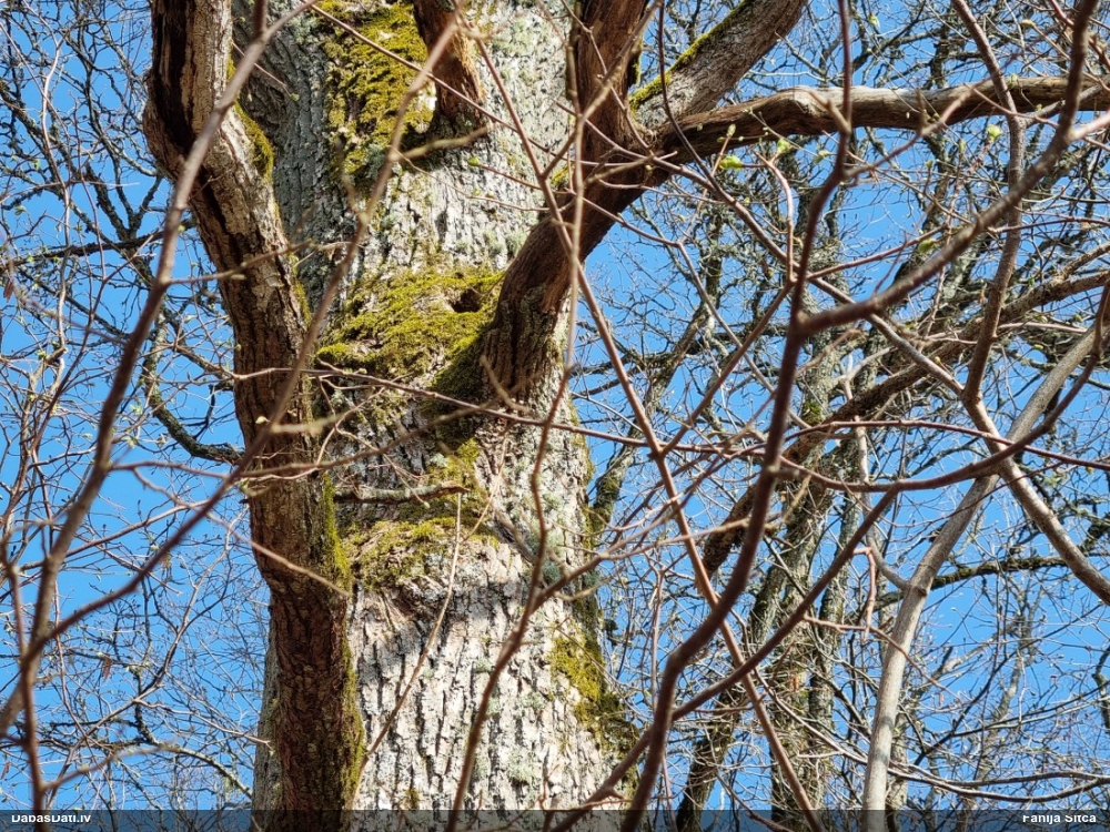 средний дятел