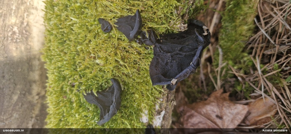 Nošķeltā eksīdija