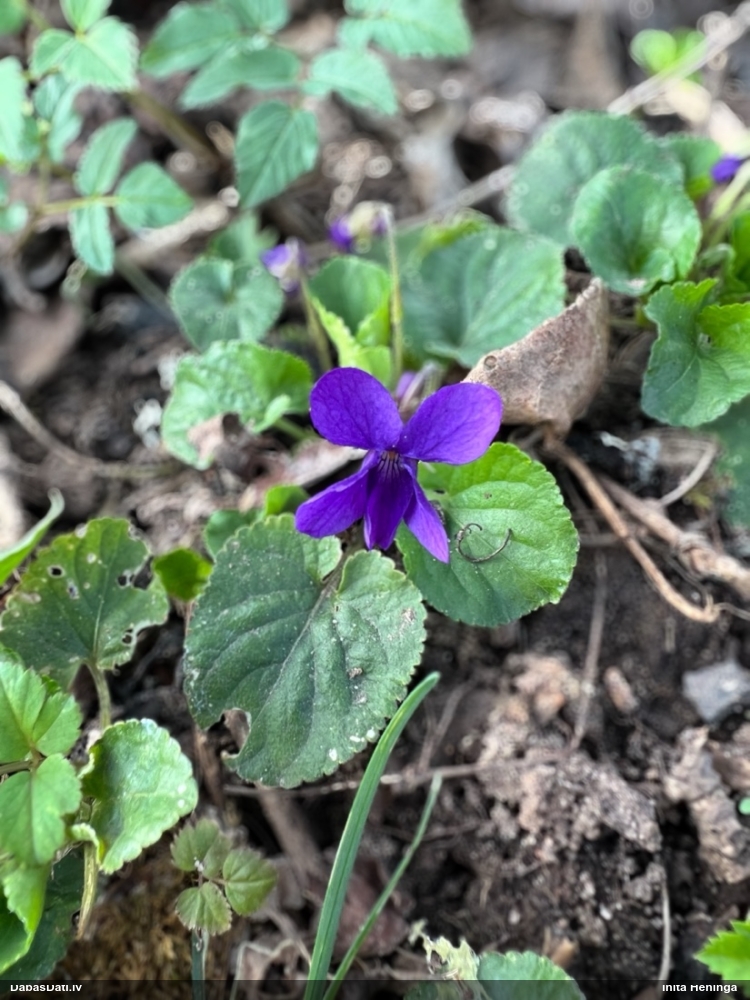 фиалка душистая