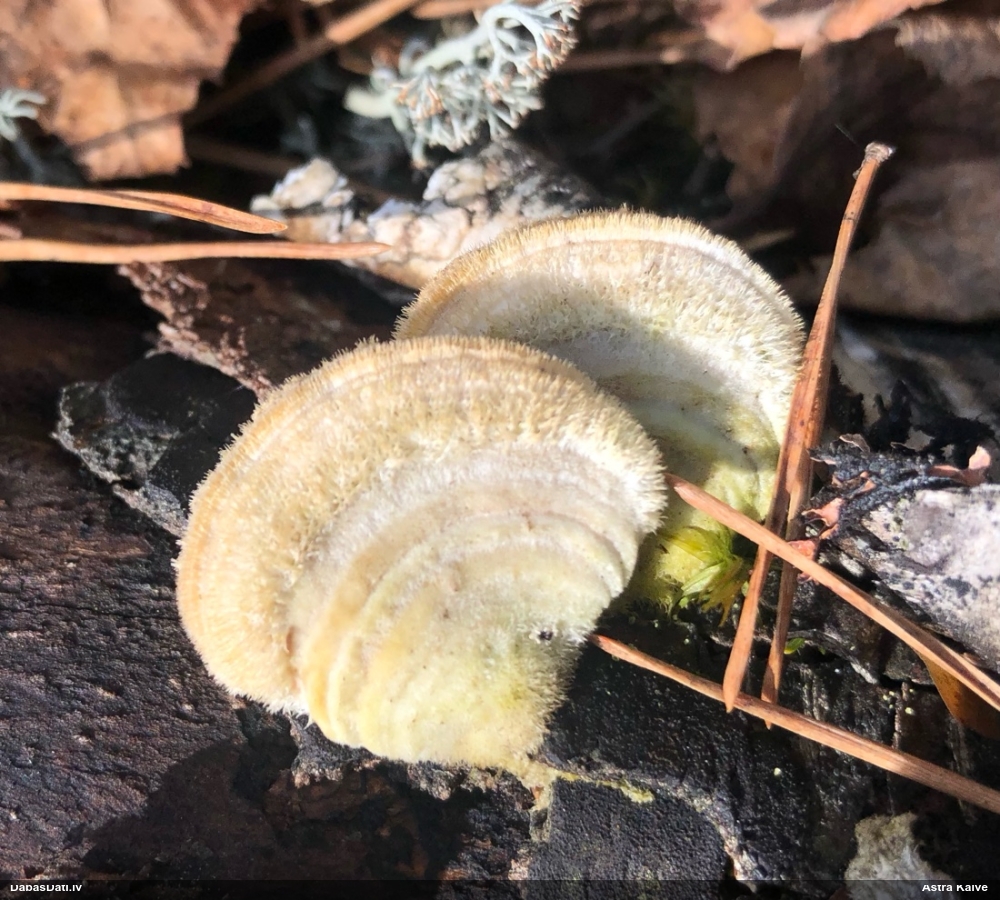 Sarainā tauriņpiepe