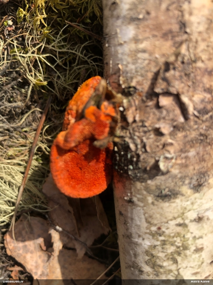 Parastā cinobrpiepe