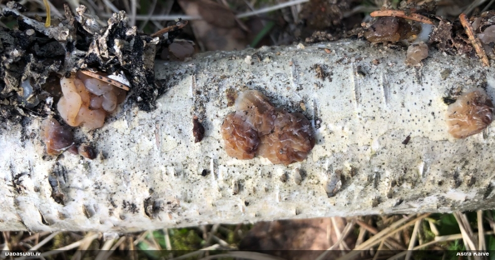 Skrimšļainā eksīdija