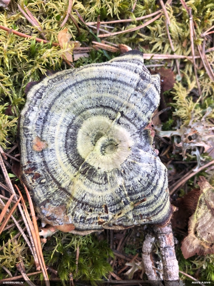 Viengadīgā sausene