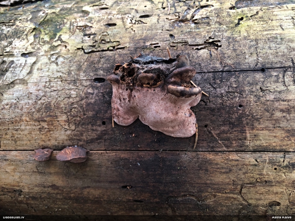 Rožainā apmalpiepe