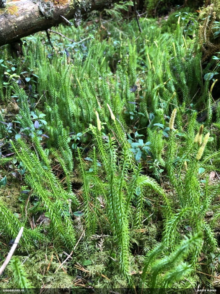 плаун годичный