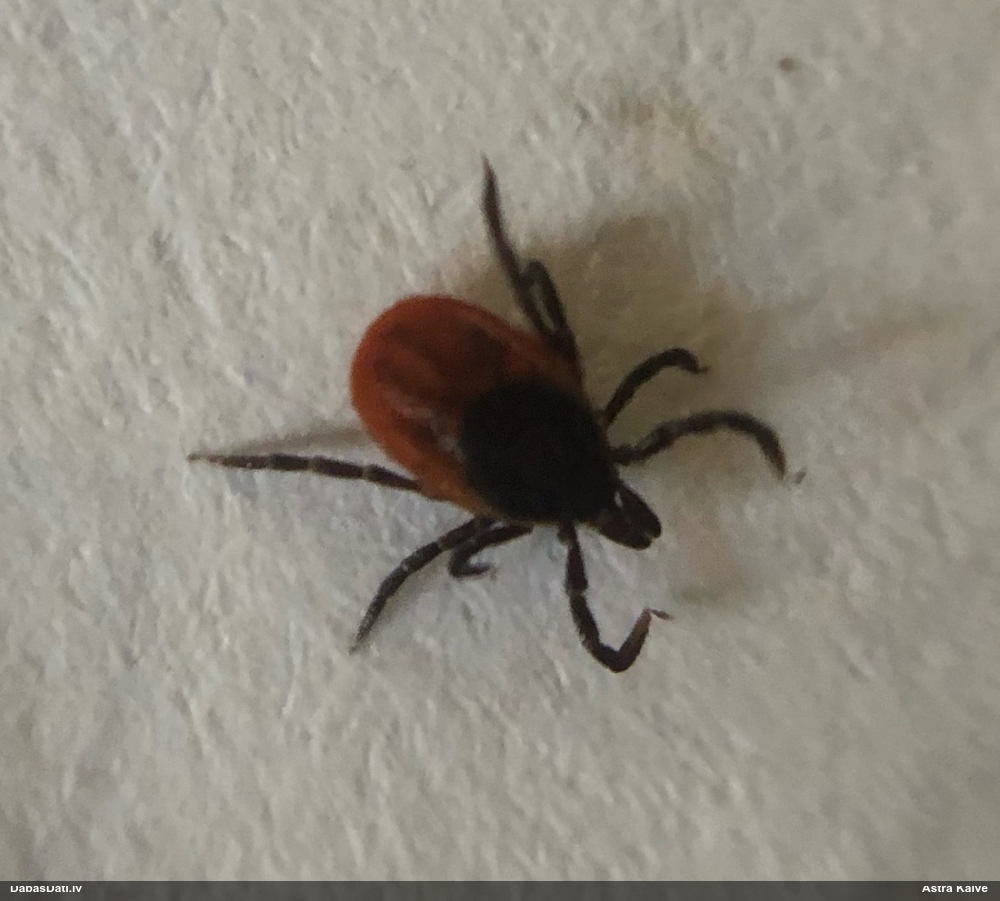 Ganībērce Ixodes sp.