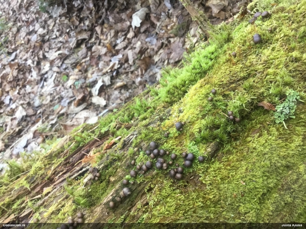 Vilkpienaine (nenoteikta)