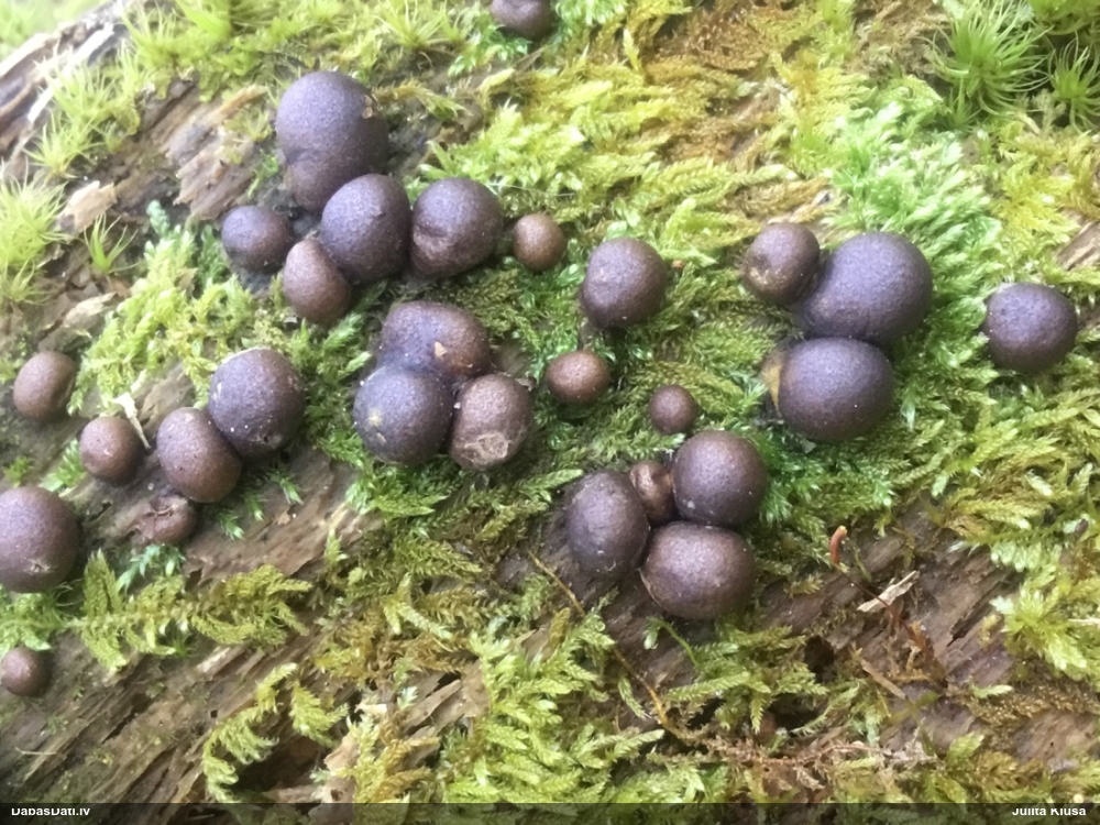 Vilkpienaine (nenoteikta)