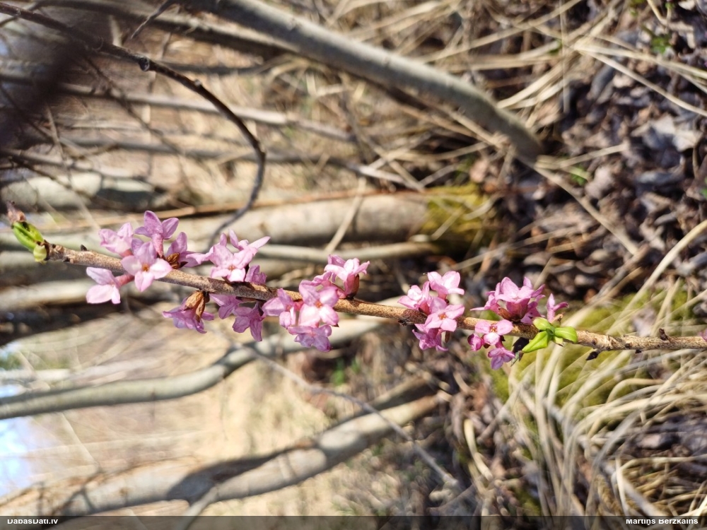 волчеягодник обыкновенный