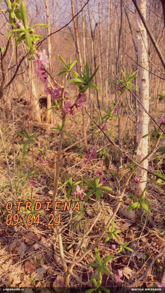волчеягодник обыкновенный