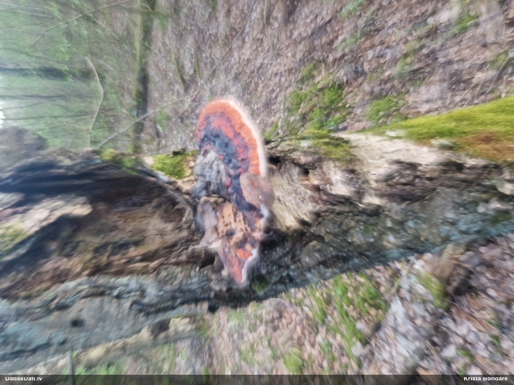 Окаймленный трутовик