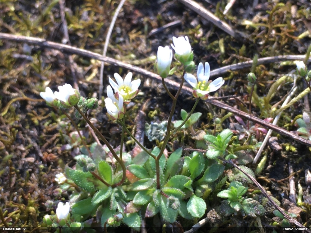 веснянка весенняя
