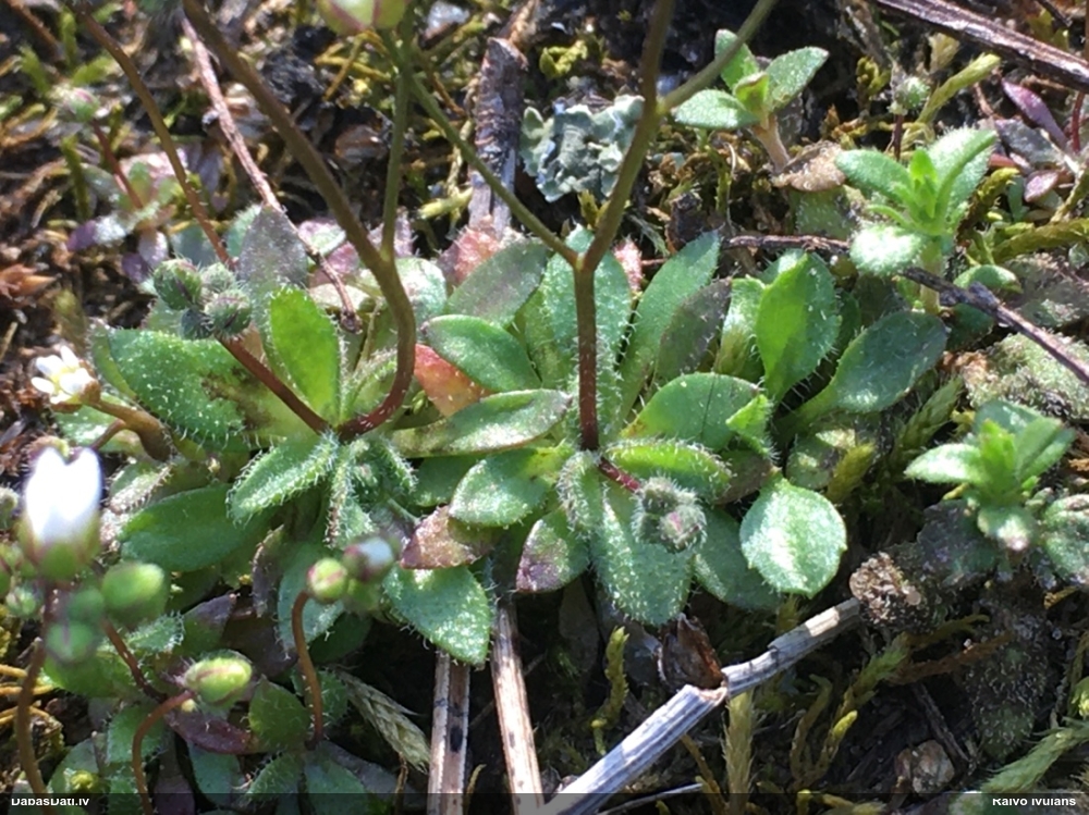 веснянка весенняя