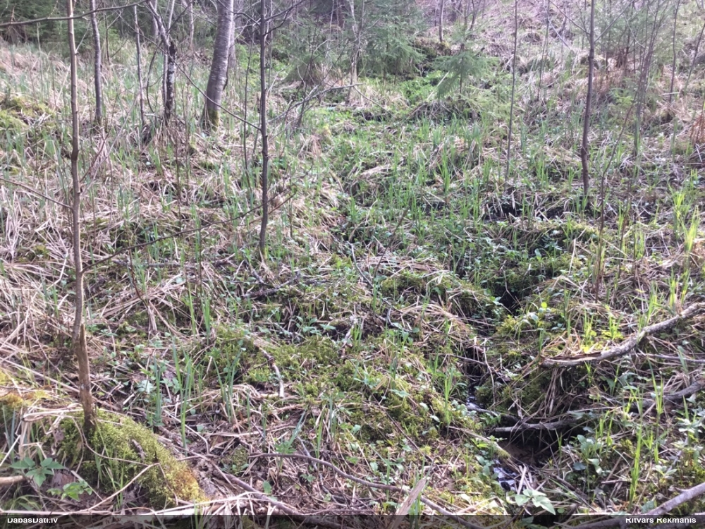 бодяк огородный